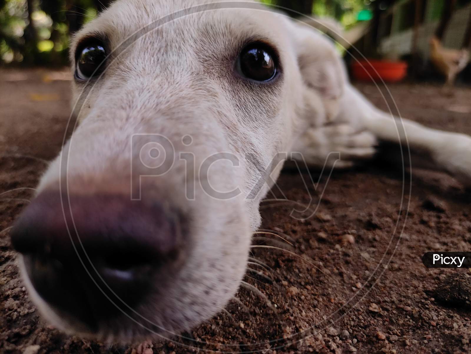 Beautiful eyes of white dog