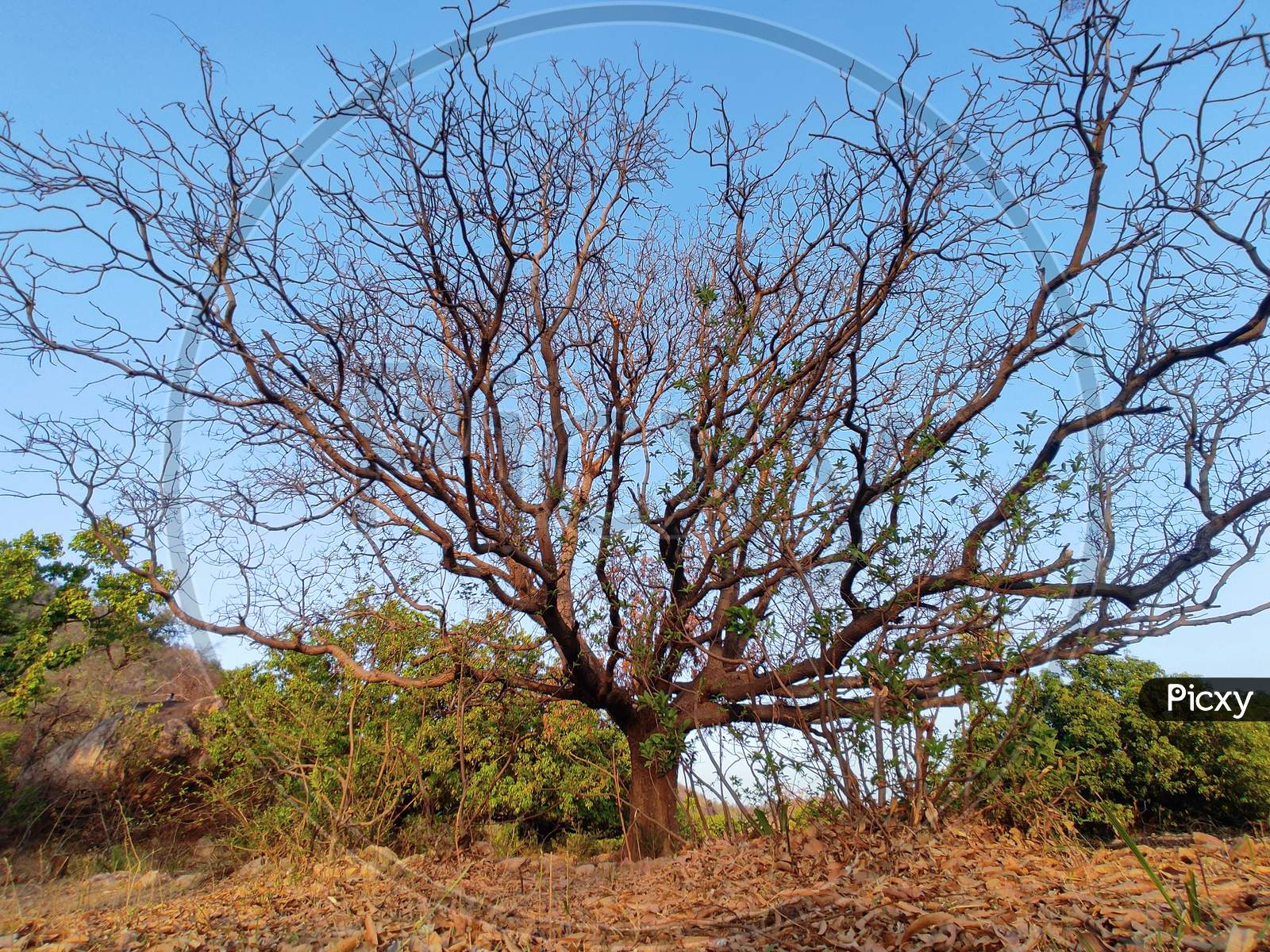 Dry tree without leafs