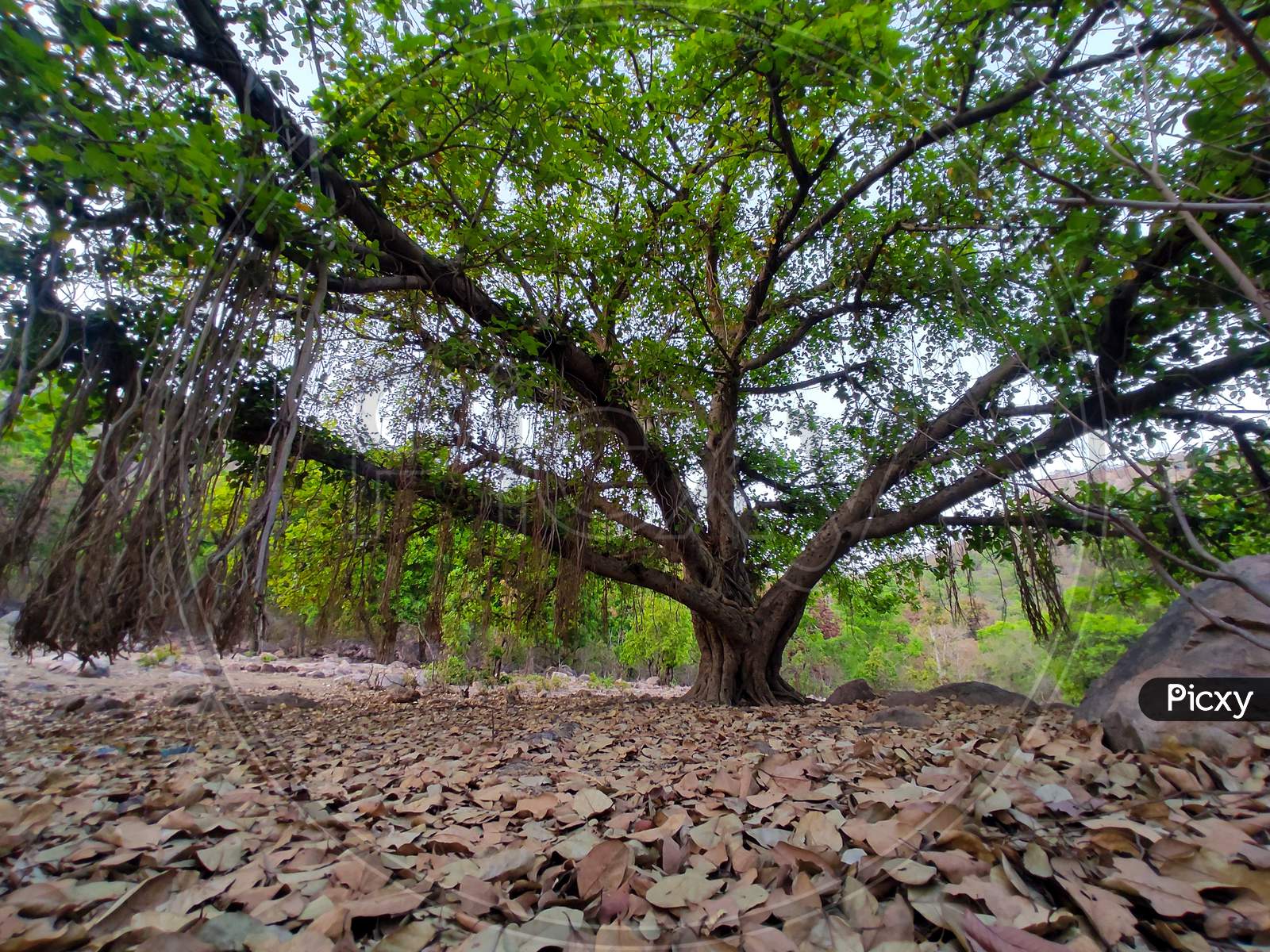 Wide angle shot of banayan tree with long vines