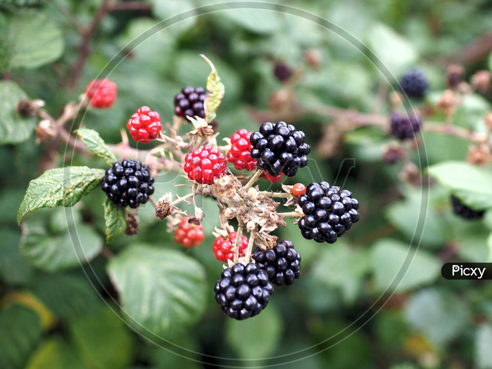 Blackberry Fruits Detail
