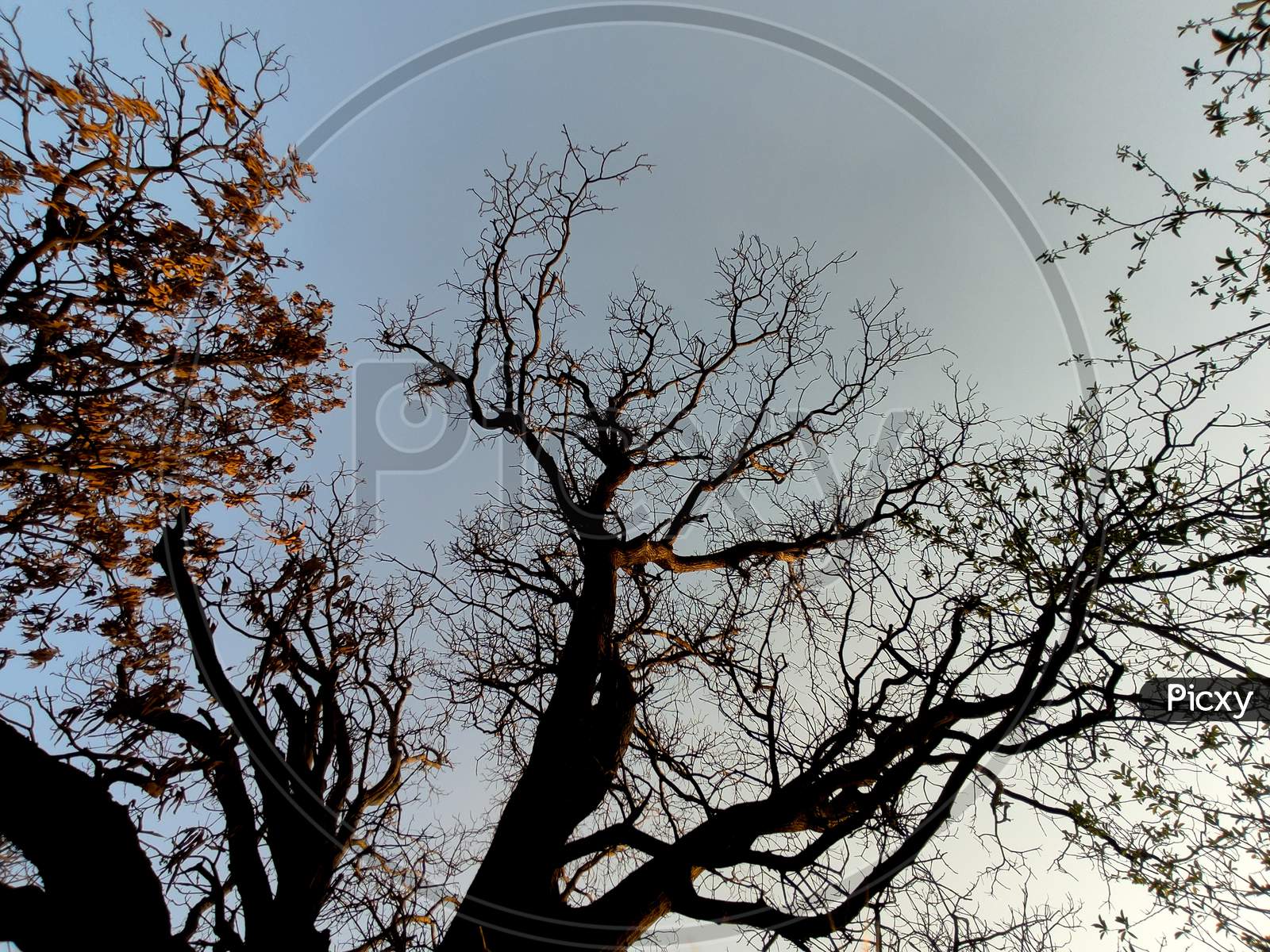 Wide angle shot of tree