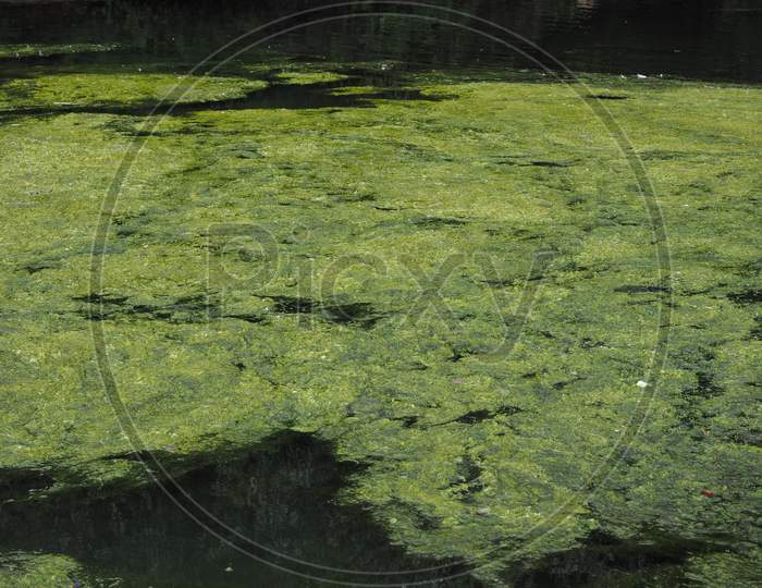Green Algae In A Pond