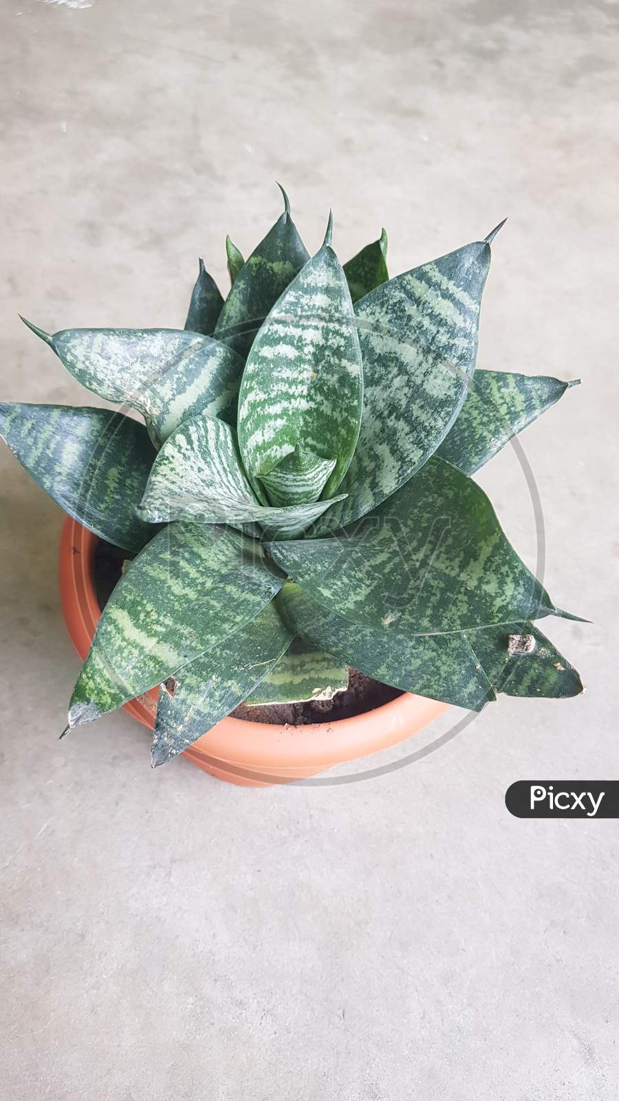 snake plant with water pot