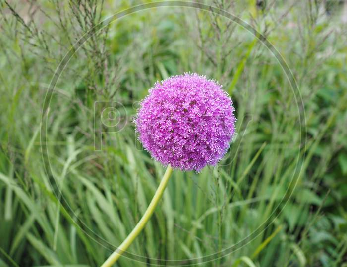 Purple Allium Flower