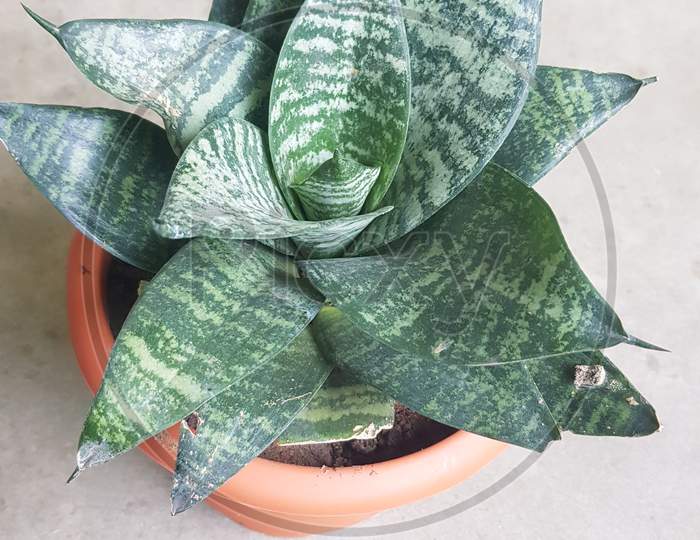 snake plant with water pot