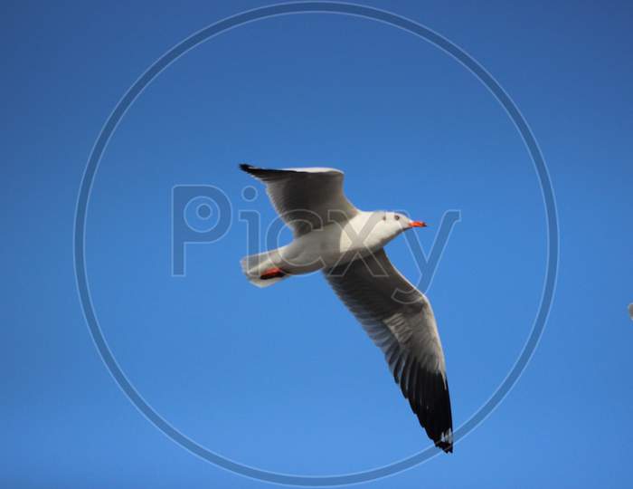 Seagull Bird Flying