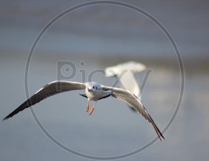 Seagull Bird Flying