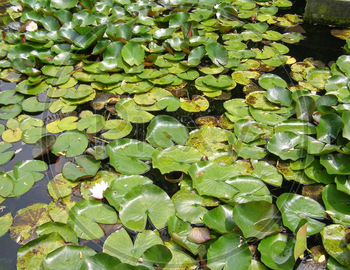 Water Lily Nimphaea