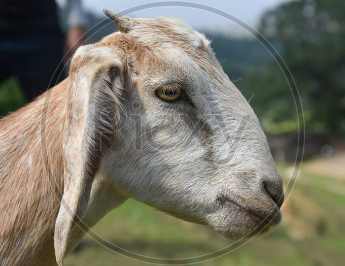 Goat head side portrait