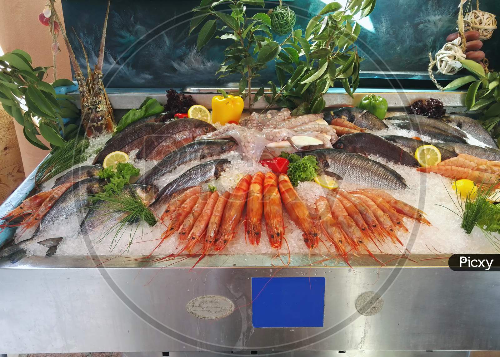 Still Life Of Fresh Fish In City Rethymno In Crete Greece. Seafood On Ice: Octobus, Snails, Crabs, Shrimp, Fish Etc, Europe