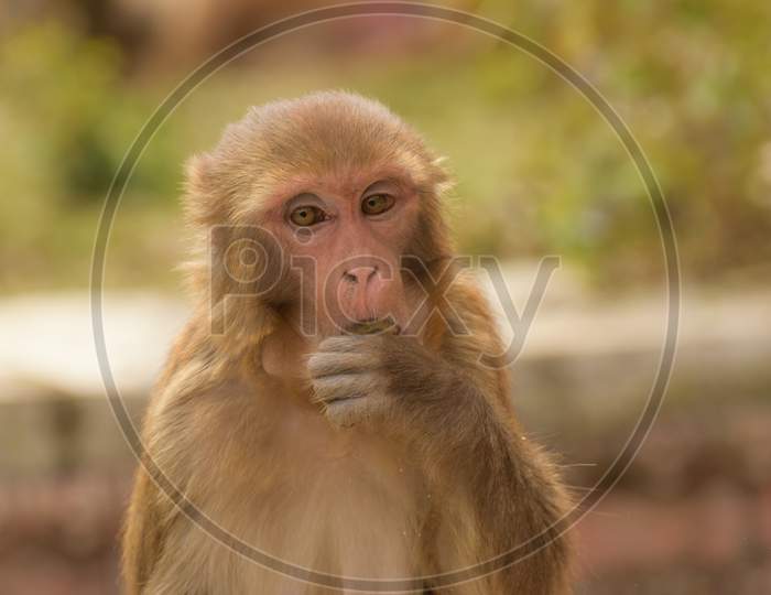 Rhesus macaque monkey