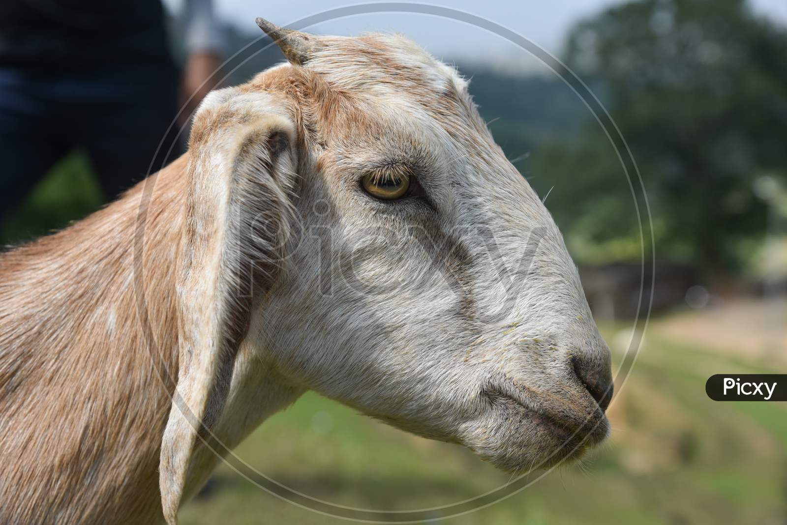 Goat head side portrait