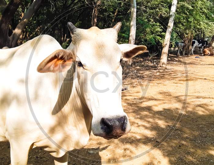 White Cute Cow Standing In A Small Forest Of India.