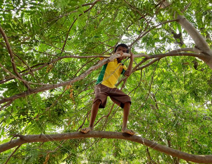 Closeup Of Indian Boy Kid Climbing Tree Doing Activities Like Standing, Sitting And Walking On The Tree Branch