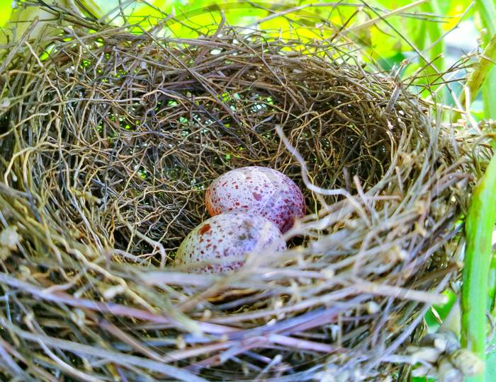 Nest ,