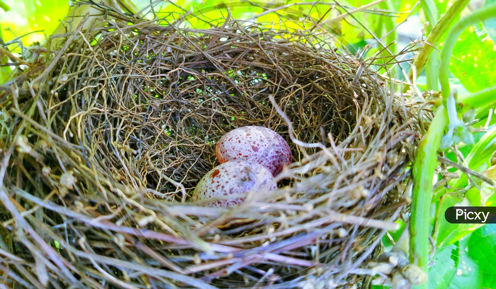 Nest ,