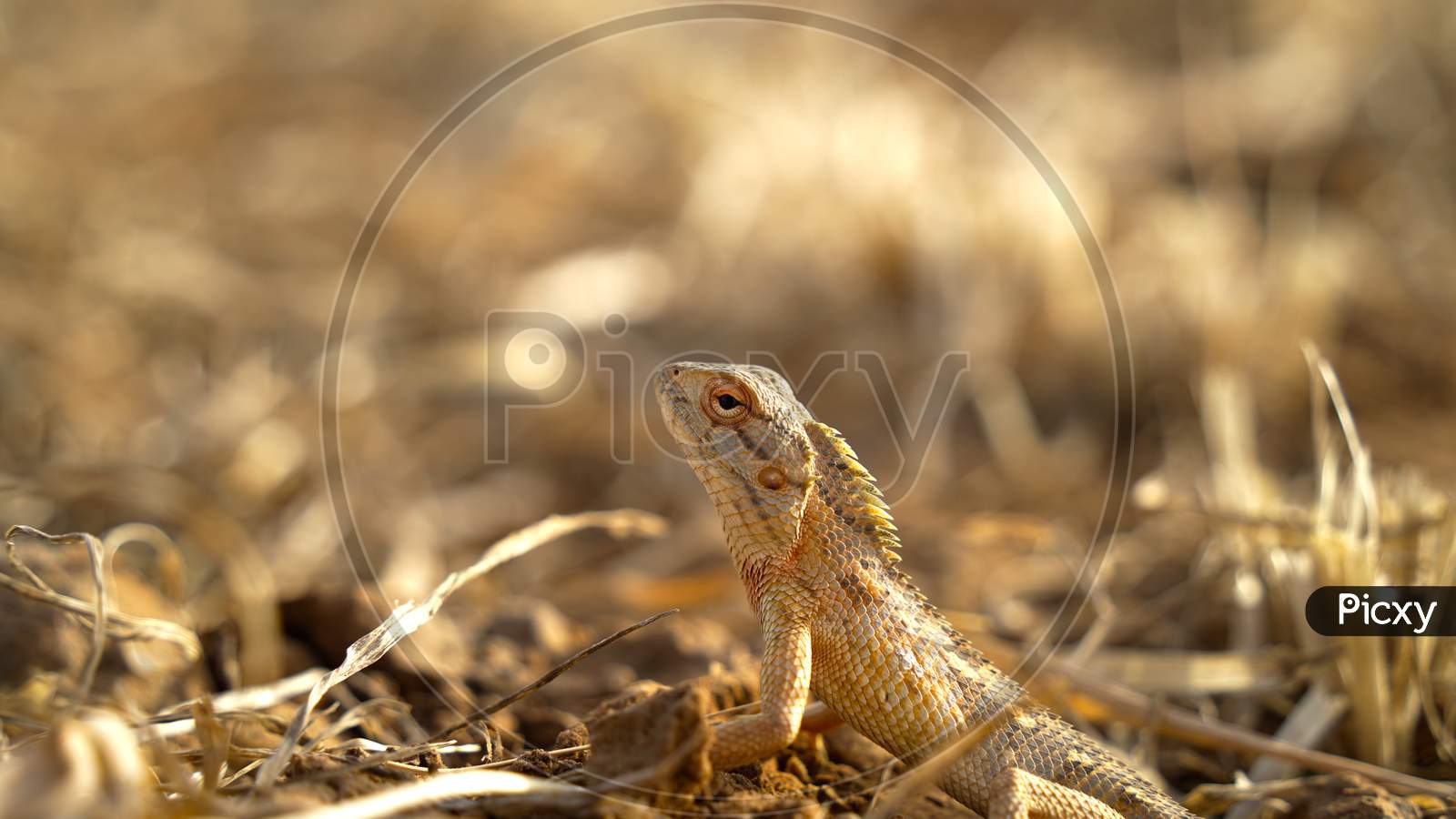 The Common Basilisk Or Basiliscus Is A Species Of Lizard In The Family Corytophanidae. Wild Lizard Concept.