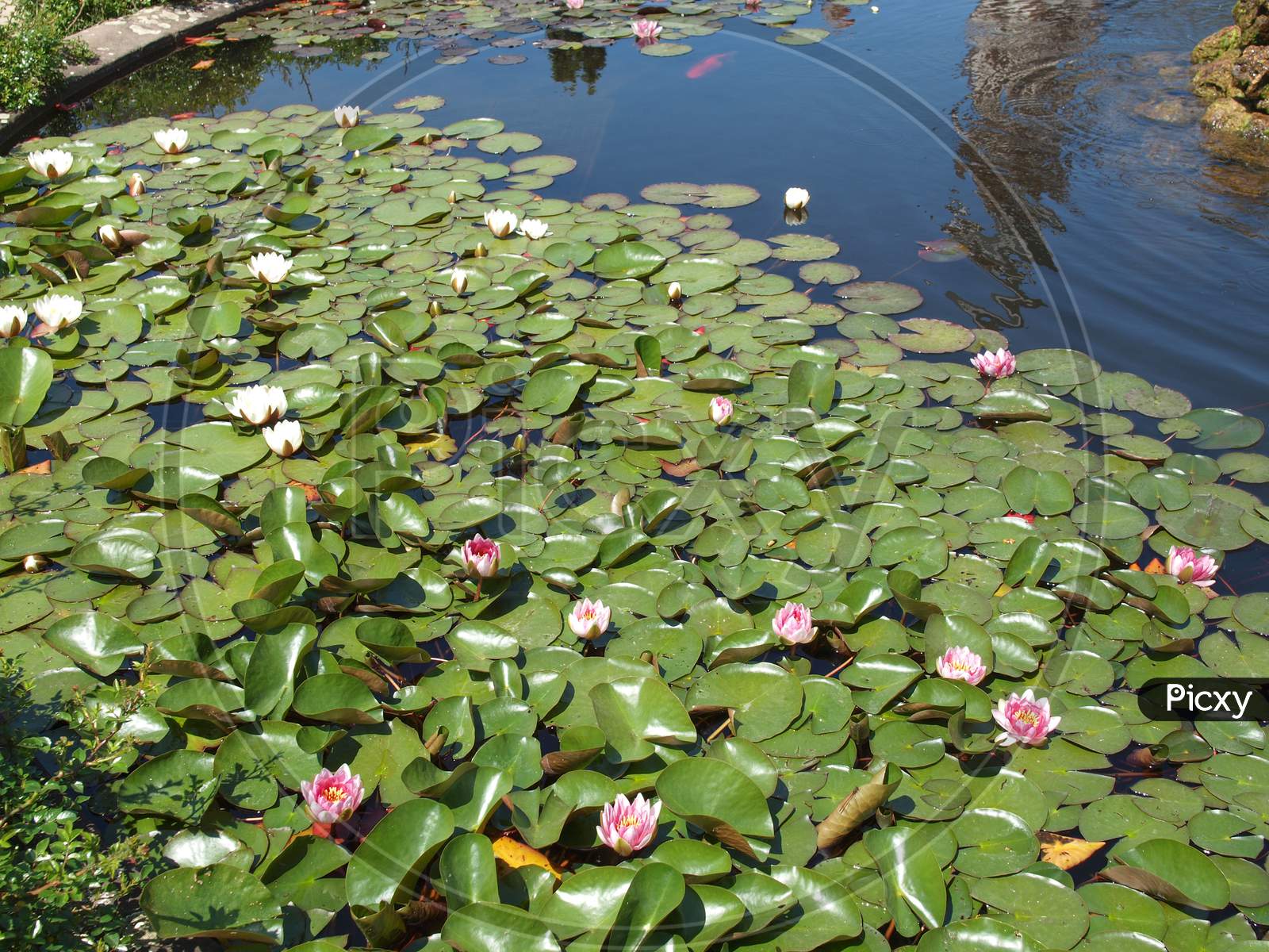 Water Lily Plant (Nymphaea) In A Pond