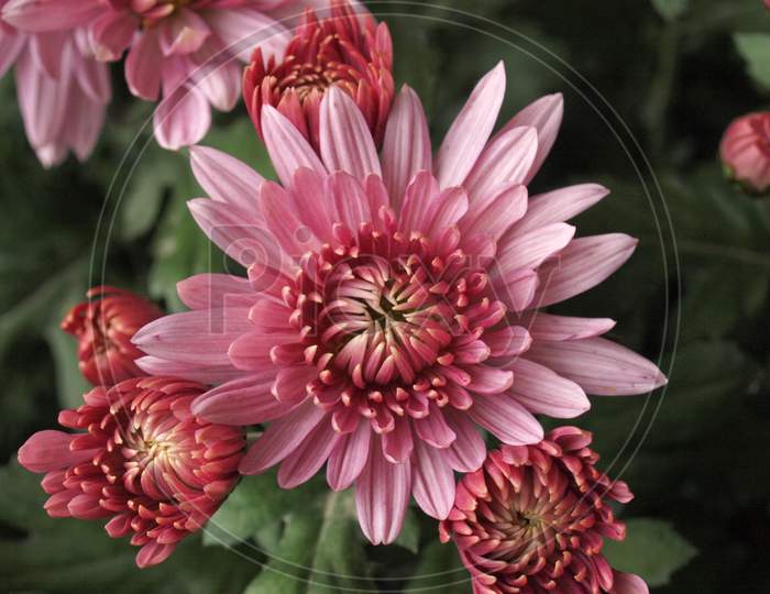 Chrysanthemum Plant (Anthemideae) Pink Flower