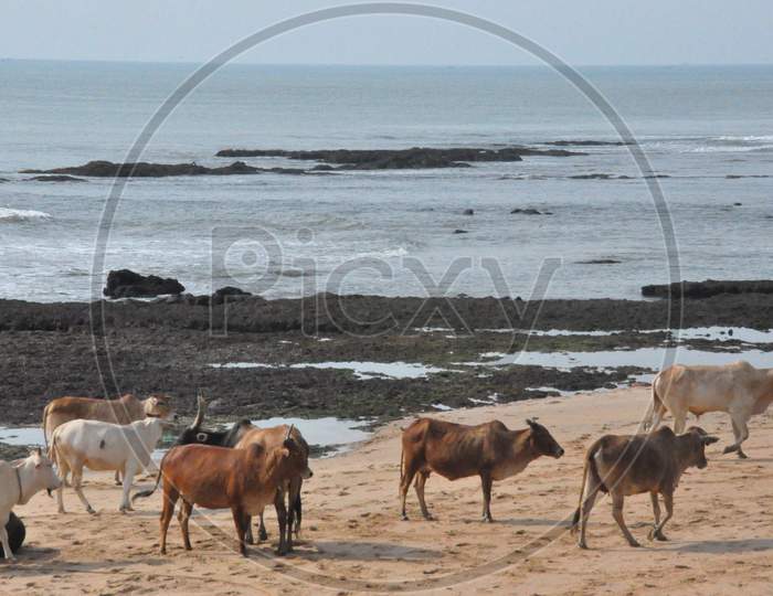 cows on the beach