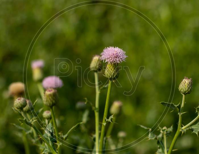 Bull Thistle Or Cirsium Vulgare Plant Is Related To The Sunflower Family