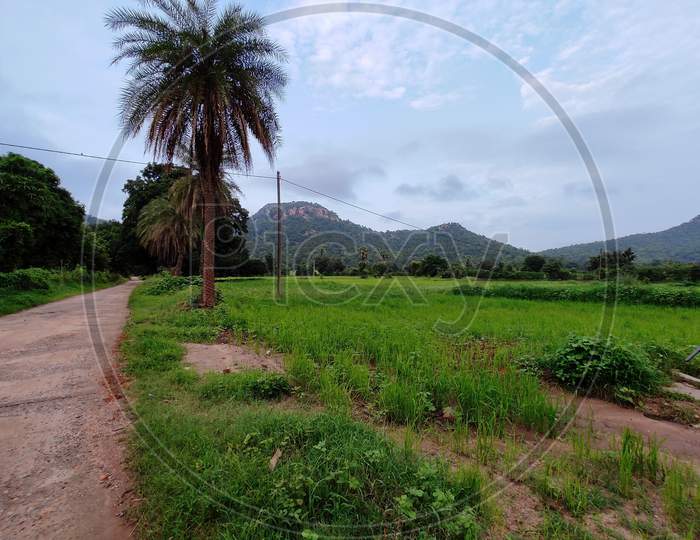 Green view of mountain and palm tree
