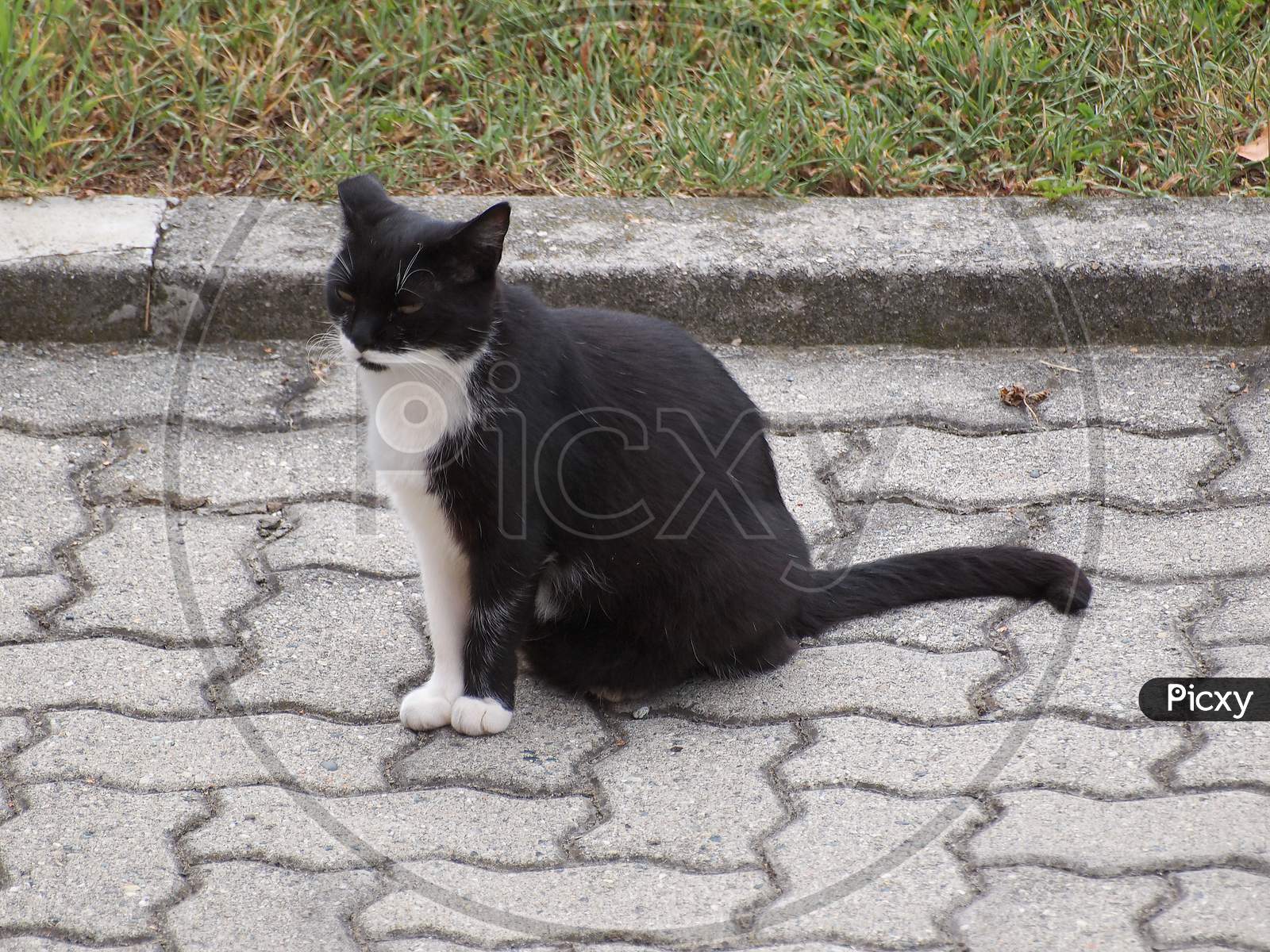 Black And White Domestic Cat