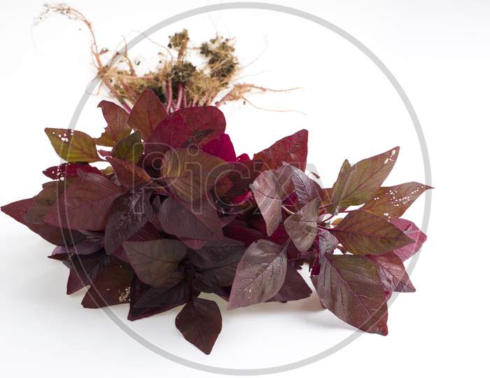Red Spinach Or Red Amaranth