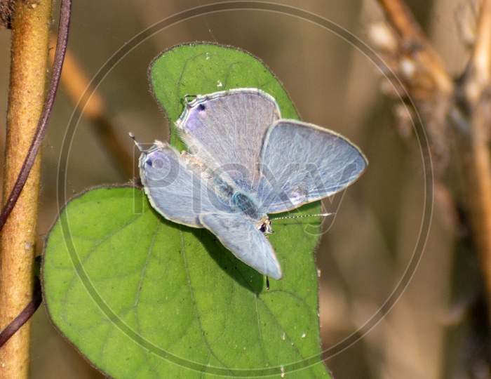 Blue Butterfly On Green Leaf