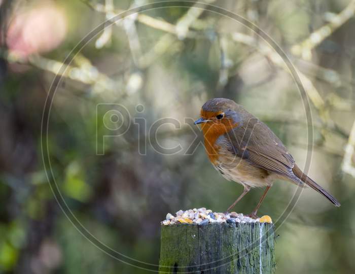Close-Up Of An Alert Robin Standing On A Tree Stump Covered With Seeds