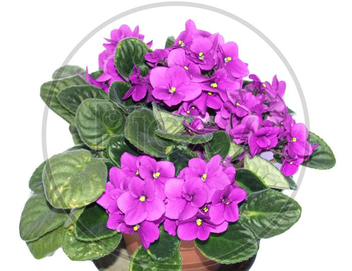 Purple Saintpaulia Flowers