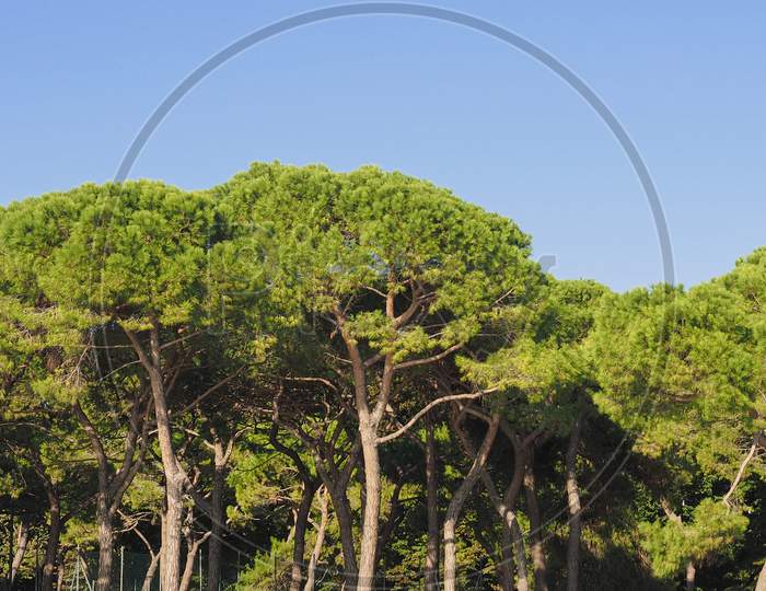 Maritime Pine (Pinus Pinaceae) Tree