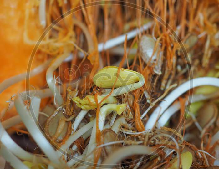 Pumpkin Seeds Sprouts