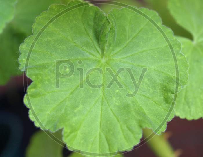 Green Geranium Leaf