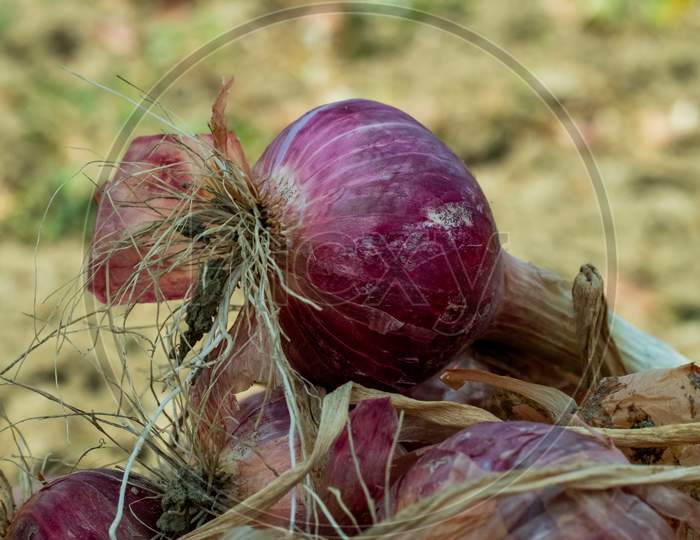 From Village Huge Hybrid Raw Red Onion Harvest By A Farmer
