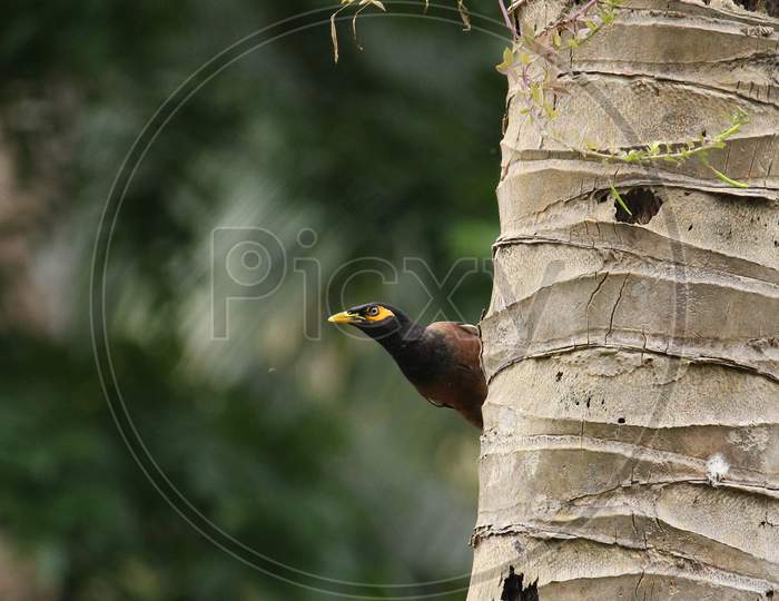 Common myna in a cocunut tree