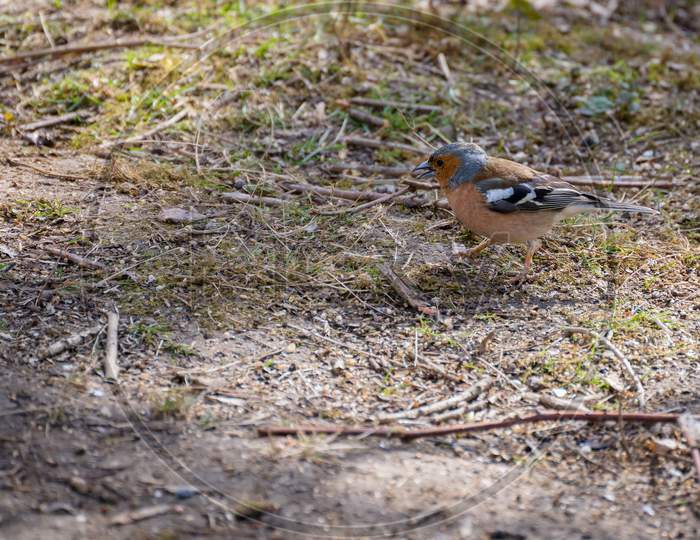 Chaffinch (Fringilla Coelebs) On The Ground Looking For Food