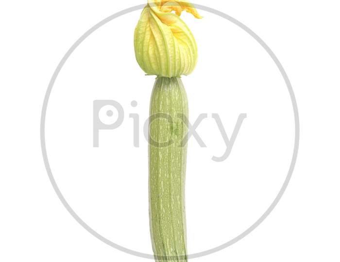 Courgette Zucchini Isolated