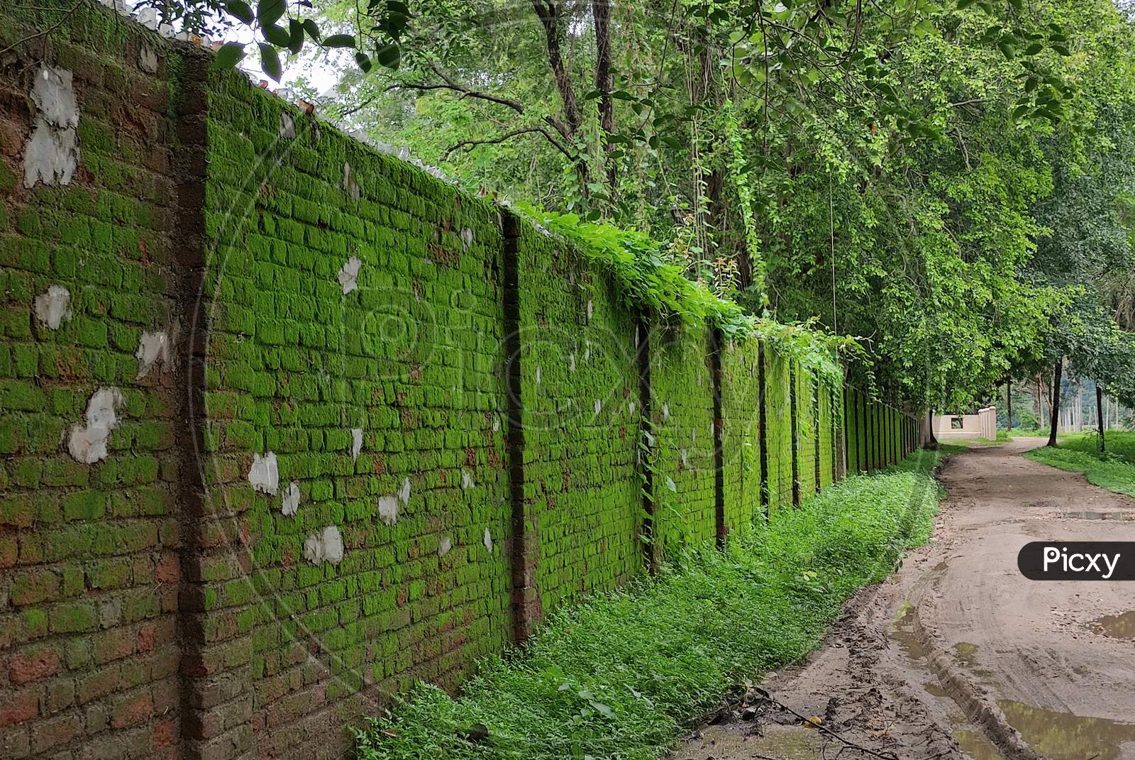 Algae in the brick wall
