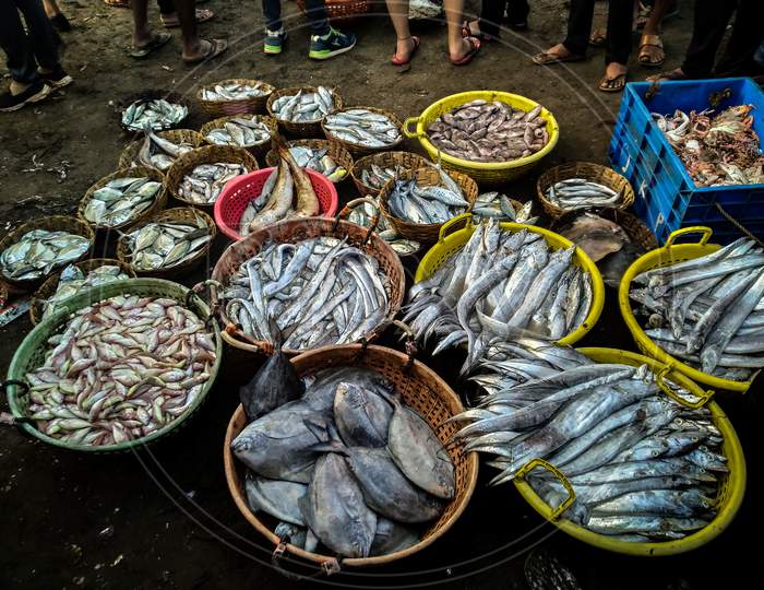 Fishes from fish market