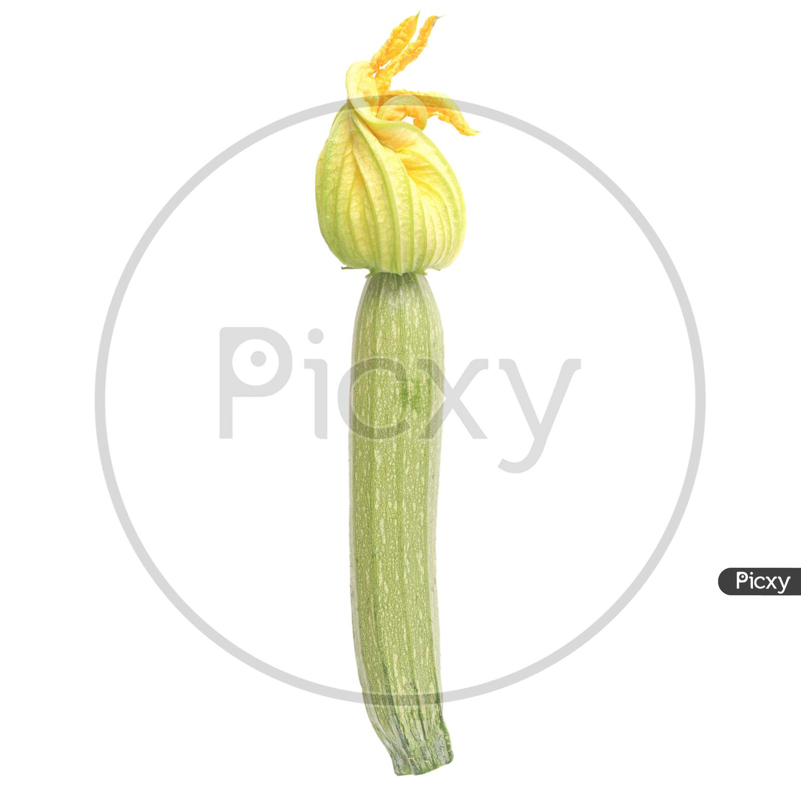 Courgette Zucchini Isolated