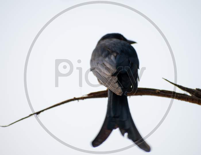 Drongo Bird From Back