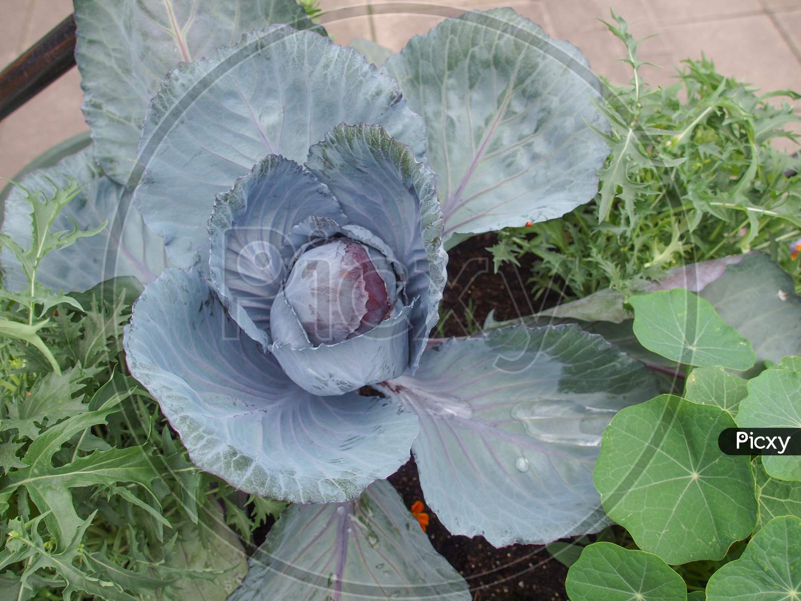 Green Cabbage Plant