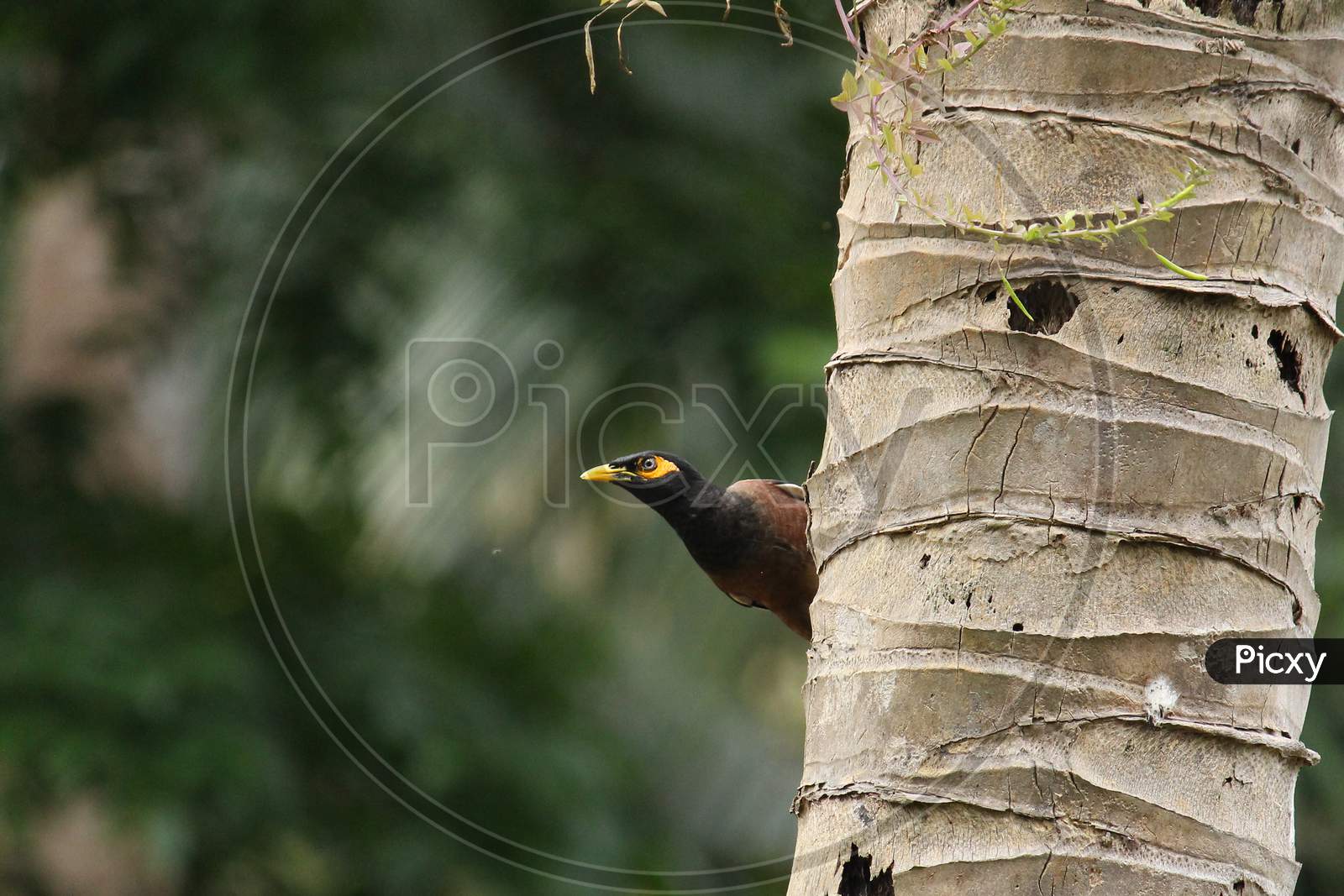 Common myna in a cocunut tree