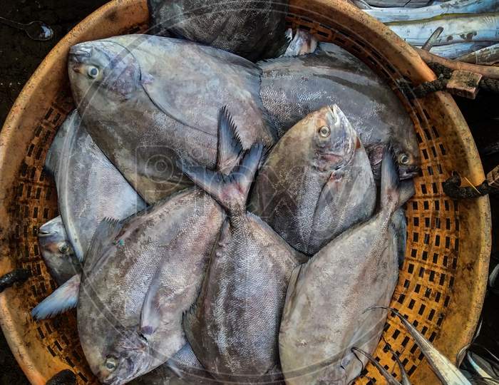 Fishes from fish market