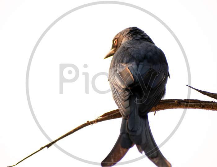 Drongo Bird From Back