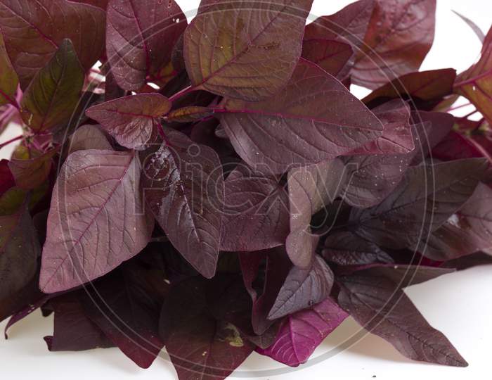 Red Spinach Or Red Amaranth