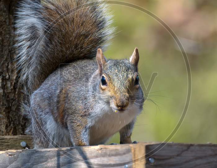 Grey Squirrel (Sciurus Carolinensis) Eating Seed From A Wooden Table
