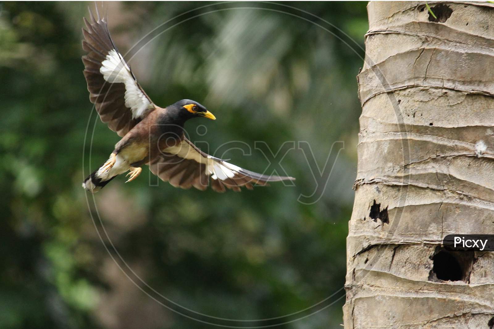 Common myna in air