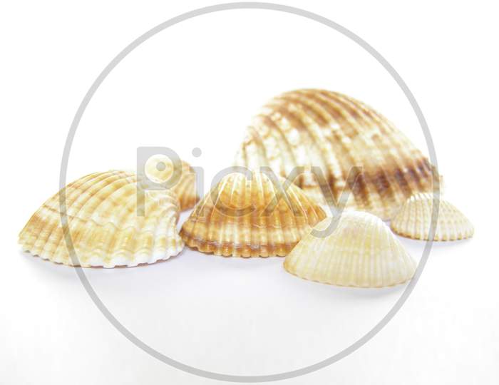 Shells Over White